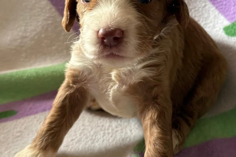Cockapoo