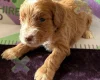 Cockapoo