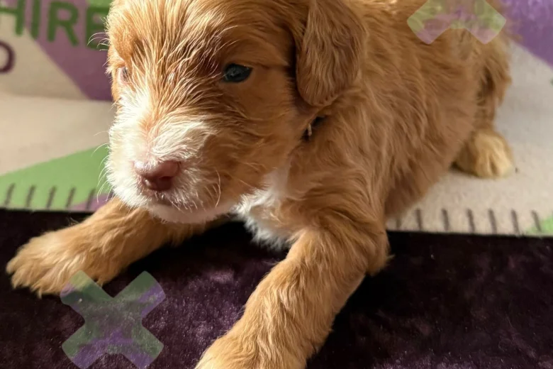Cockapoo