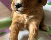 Cockapoo