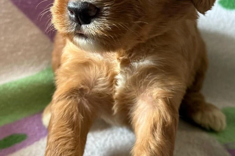 Cockapoo