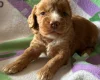 Cockapoo
