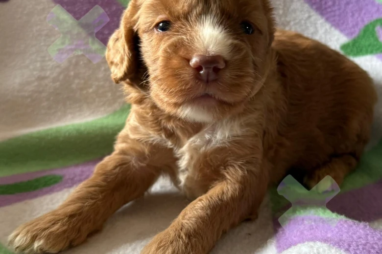 Cockapoo