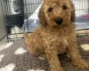 Cockapoo