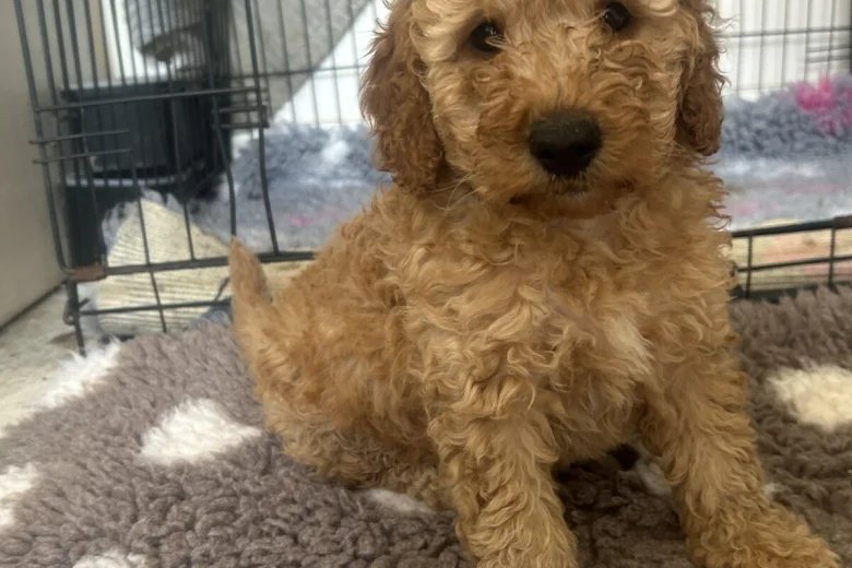 Cockapoo
