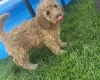 Cockapoo