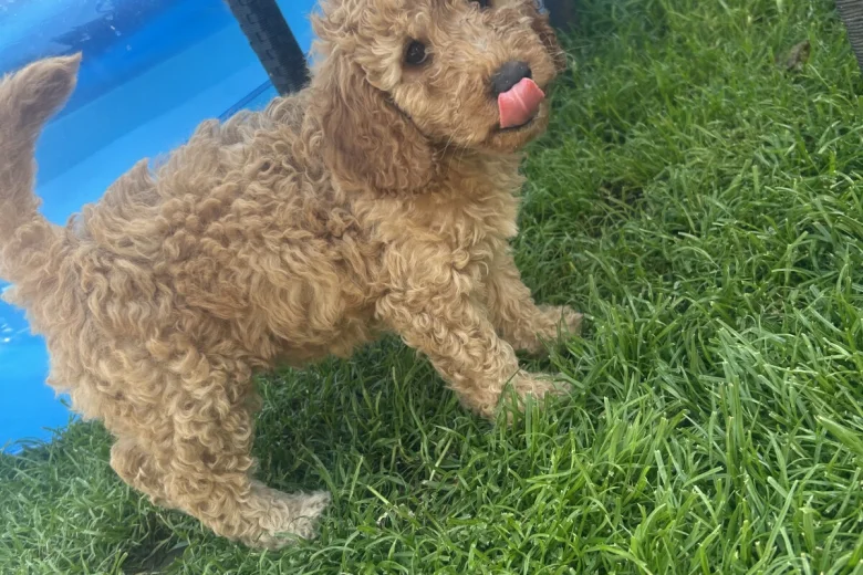 Cockapoo
