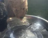 Cockapoo