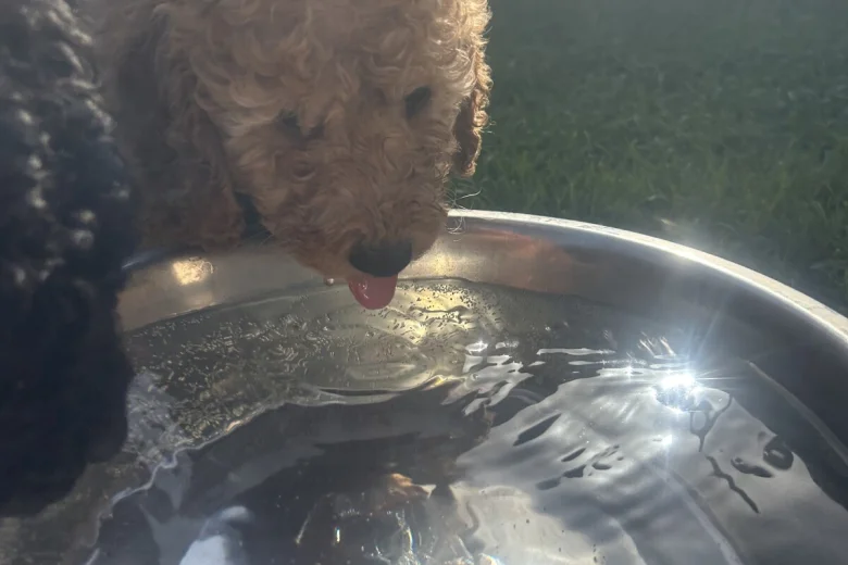 Cockapoo