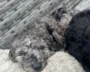 Cockapoo