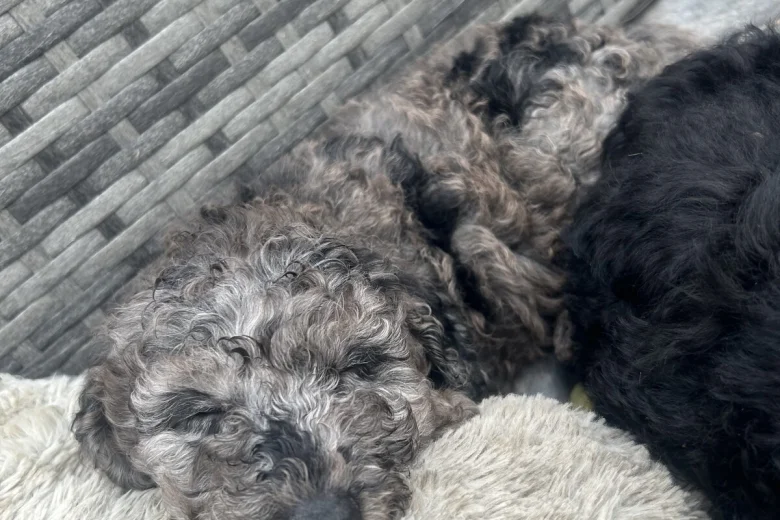 Cockapoo