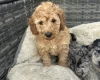 Cockapoo