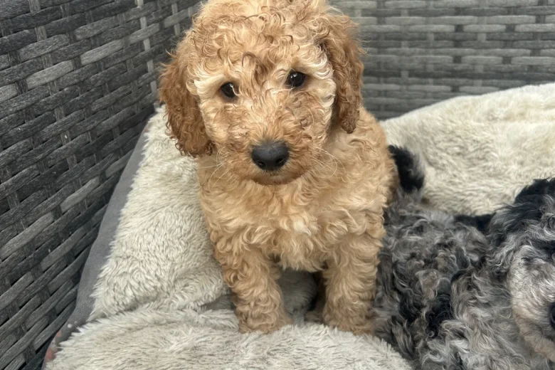 Cockapoo
