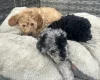 Cockapoo
