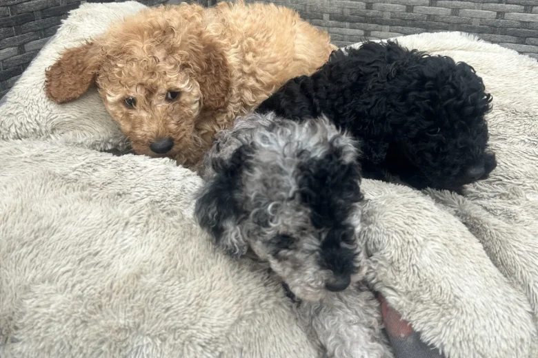 Cockapoo