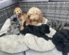 Cockapoo