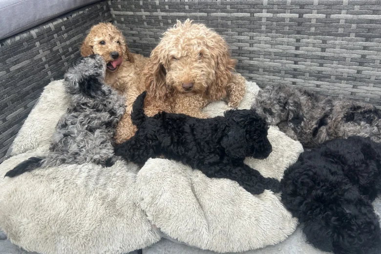 Cockapoo