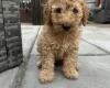 Cockapoo