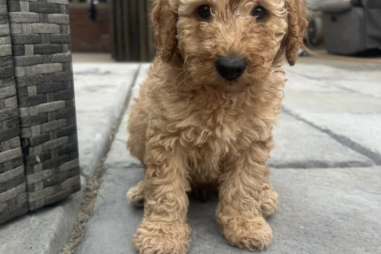 Cockapoo