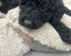 Cockapoo
