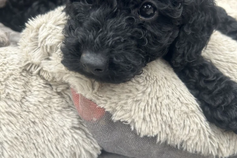 Cockapoo