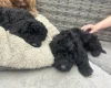 Cockapoo