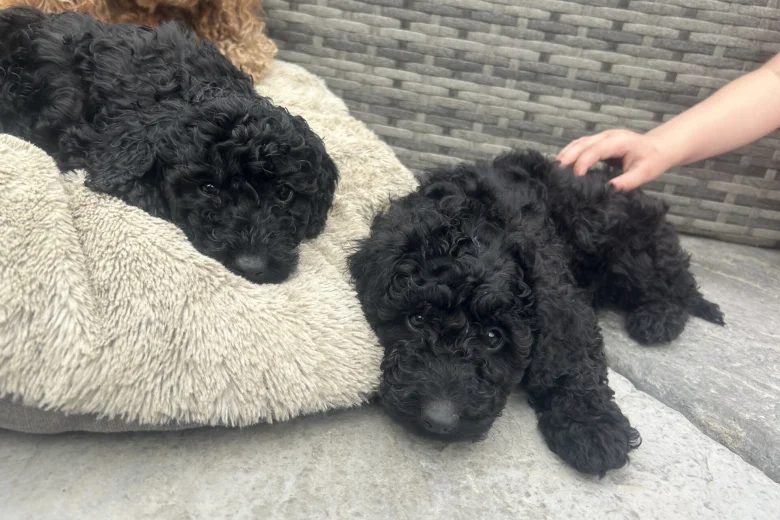 Cockapoo