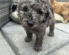 Cockapoo