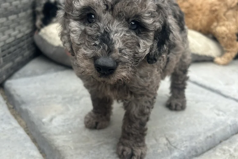 Cockapoo