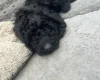 Cockapoo