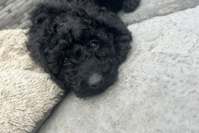 Cockapoo