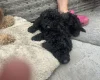 Cockapoo