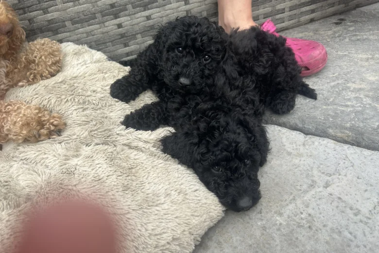 Cockapoo