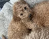 Cockapoo