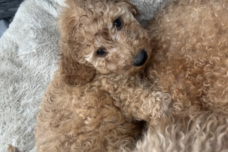 Cockapoo