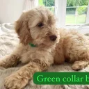 Cockapoo