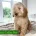 Cockapoo