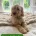 Cockapoo
