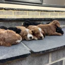 Cockapoo