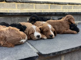 Cockapoo
