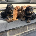 Cockapoo
