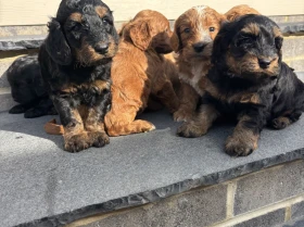 Cockapoo