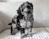 Cockapoo