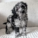 Cockapoo