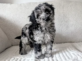 Cockapoo
