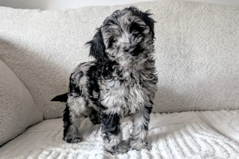 Cockapoo