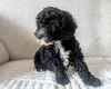 Cockapoo