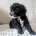 Cockapoo