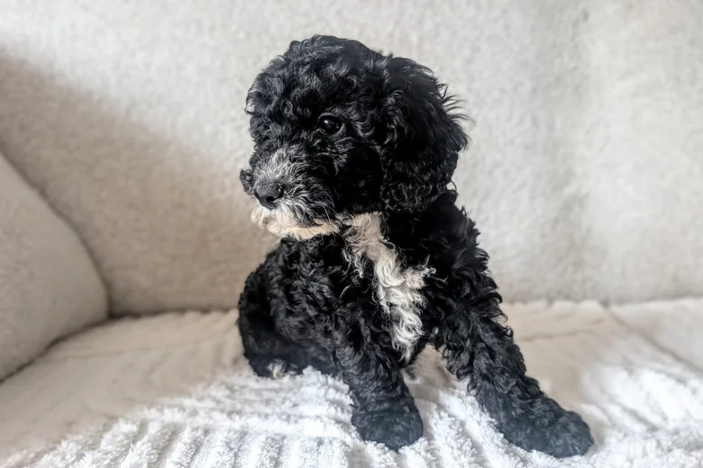 Cockapoo