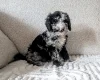 Cockapoo